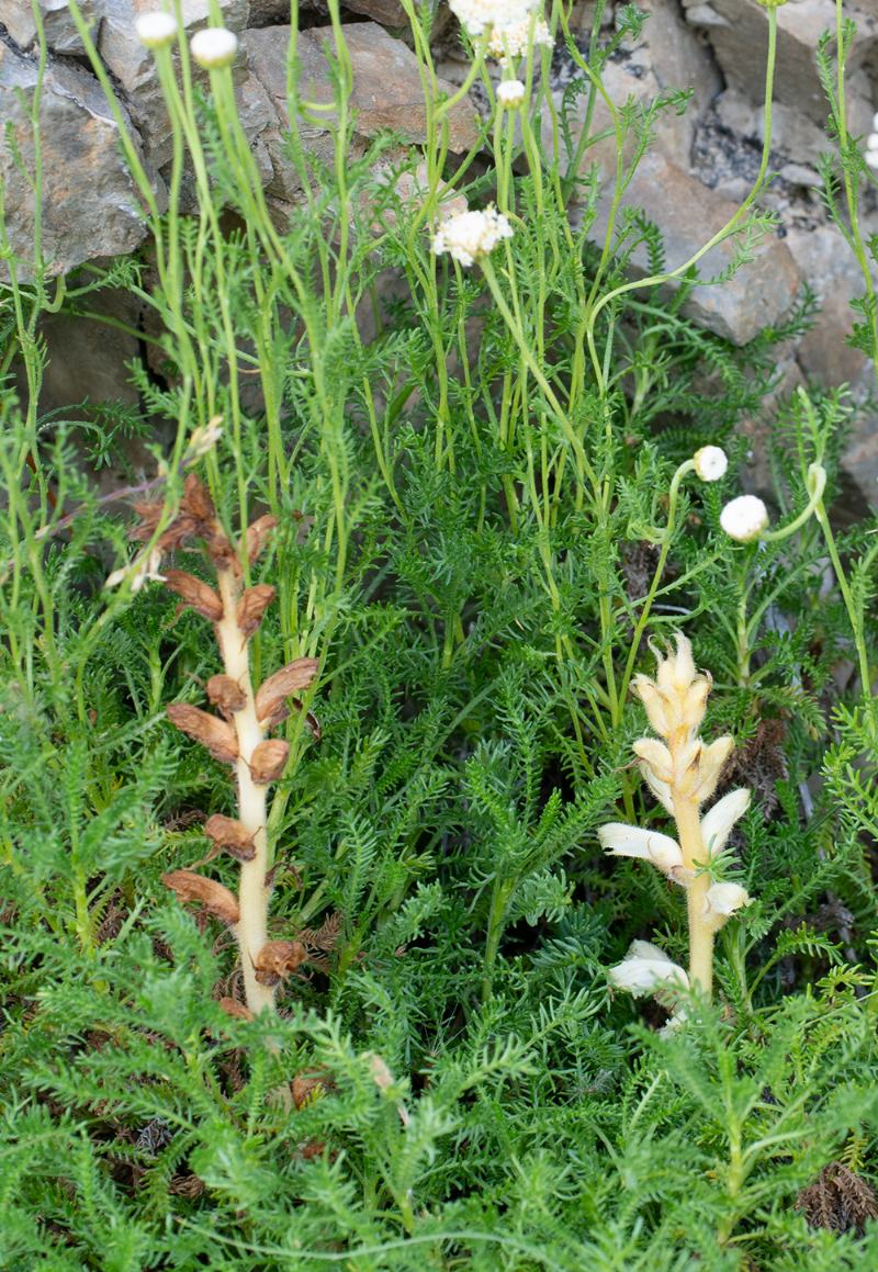 Santolina pinnata con Orobanche cfr. apuana